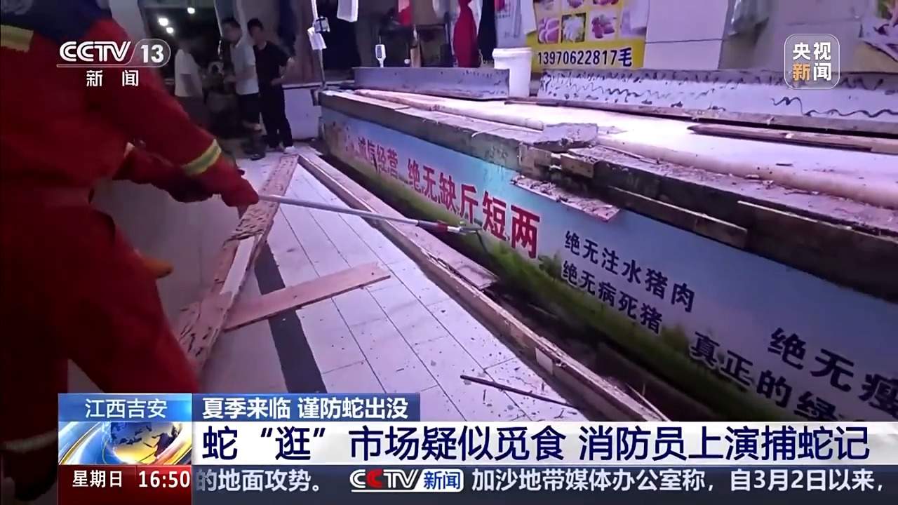 眼镜蛇“逛”市场“闯”人类生活区 如果“相遇”该如何处理？