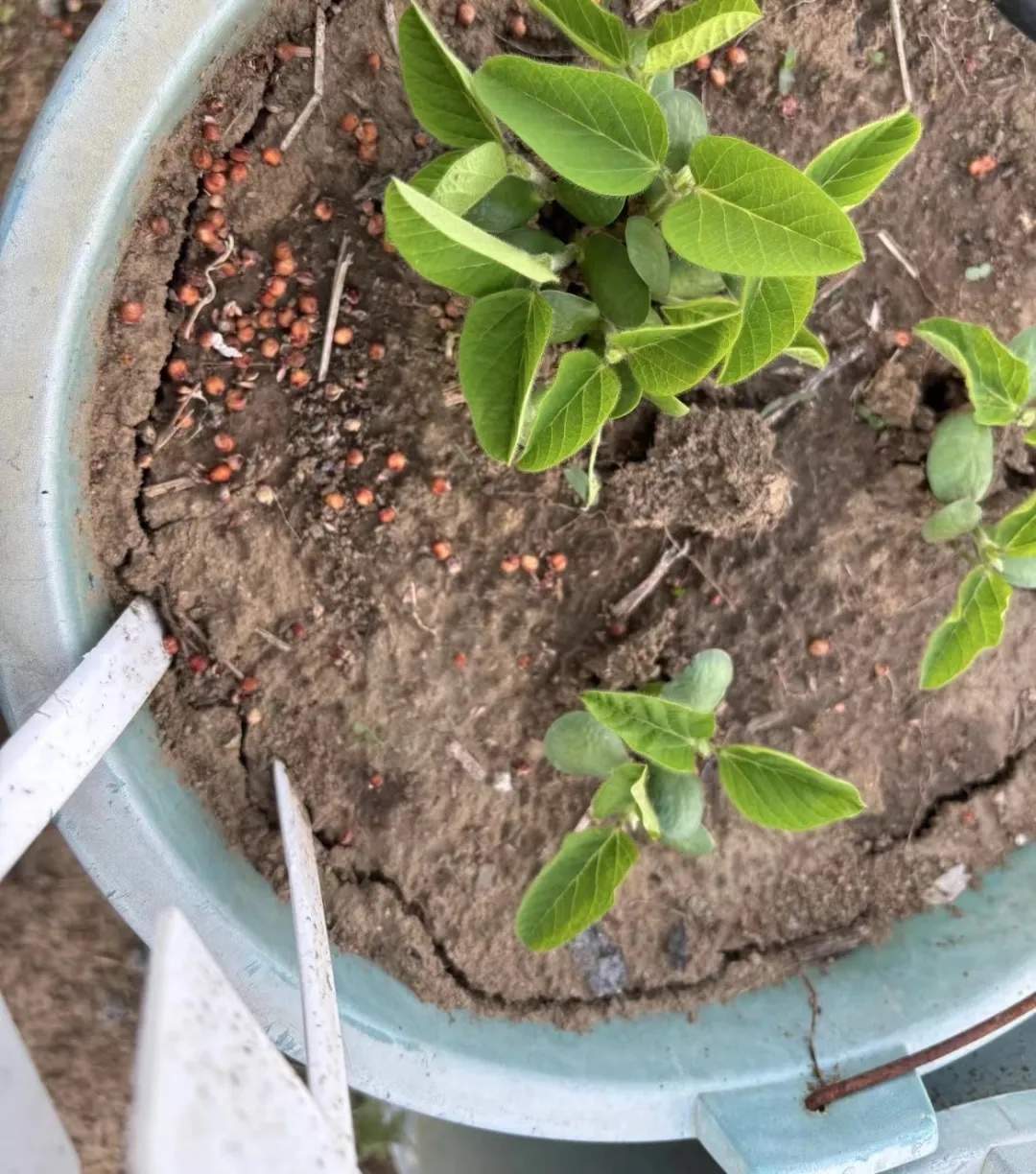 “我的论文被谁偷吃了” 农学生毕业论文惨遭“毒手”