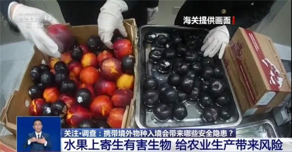 @铲屎官们 养“异宠”或危害国家安全 这些行为违法了