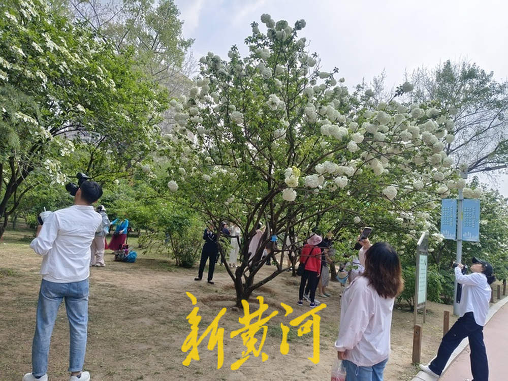 济南紫藤萝瀑布刷屏社交平台，有市民感慨“语文课本照进现实”