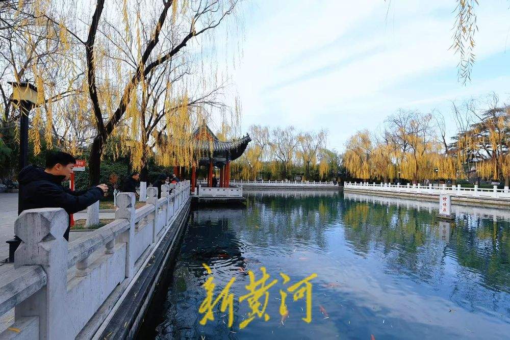 济南珍珠泉畔杨柳轻垂，尽显冬日胜景