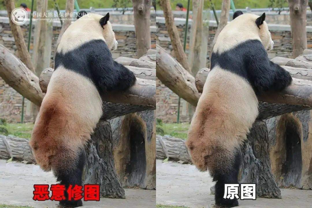 大熊猫背上有“血洞”？熊猫中心紧急发文