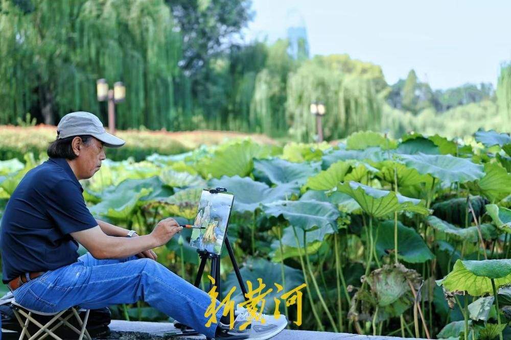 一年四季 泉在济南｜白露时节，大明湖荷叶向阳美如画