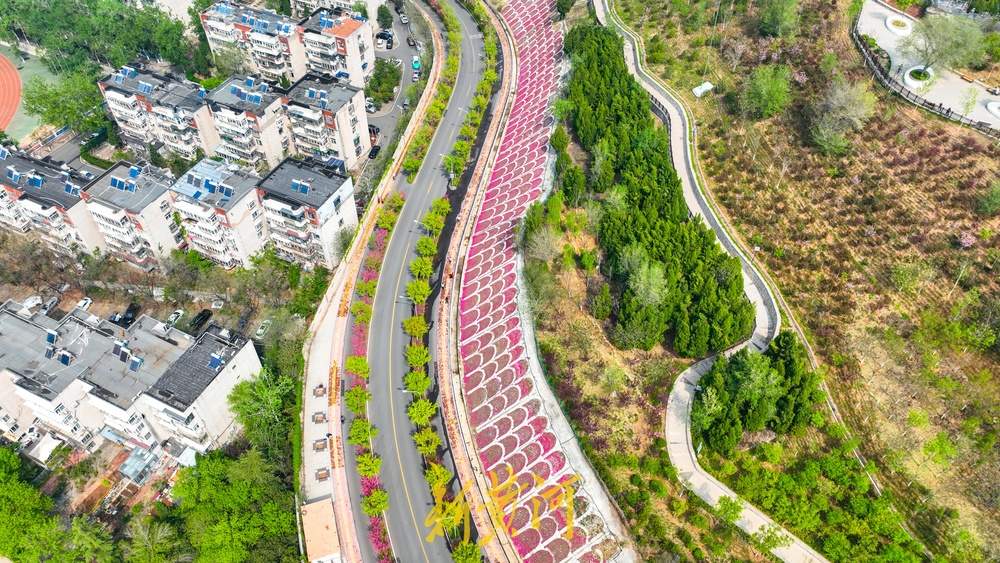 惊艳！鳌角山山体公园现玫红色鱼鳞状花堤