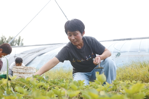 从返乡创业到获评“齐鲁乡村之星”，她用8年时间走出“草莓人”的乡村振兴之路——陈庆文：“归雁”变“头雁”沃野写担当