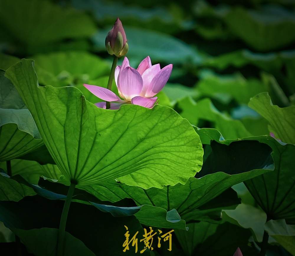 盛夏已至，大明湖的第一波荷花开了