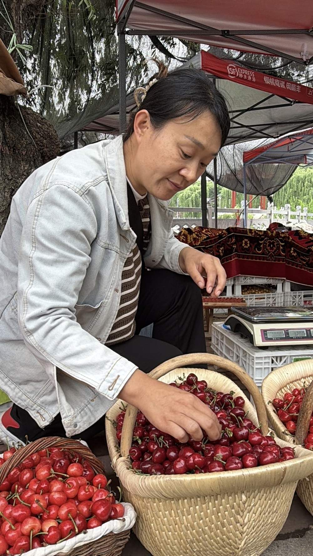 莱芜茶业口镇樱桃上市：快递前置保障发运，“双拼”礼盒走热