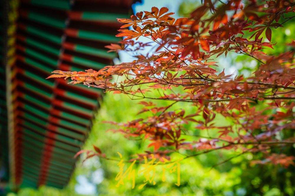 笑声与泉声交织，珍珠泉美景醉游人