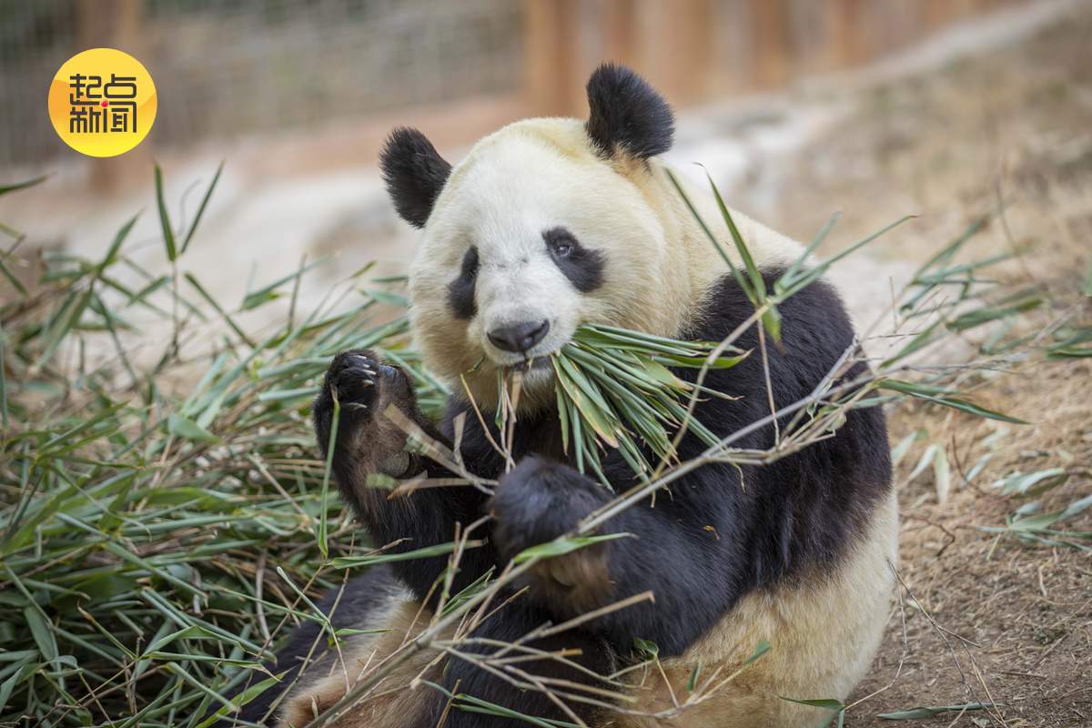 新春走基层丨秦岭深处的“熊猫妈妈”