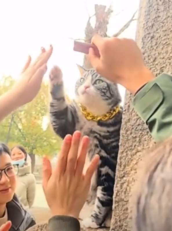 大金链子配花臂！苏州西园寺“击掌猫”火了，主人回应
