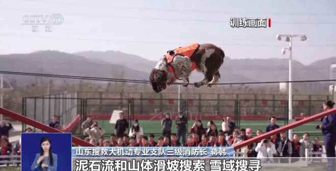 山东45只搜救犬正式入编,现场视频来了