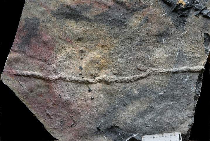 我国科学家发现最古老的动物“地下公寓”