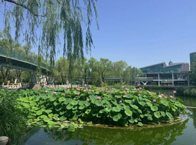 泉城公园3000余平方米荷花盛放 花期将持续至8月上旬