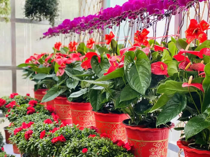 “泉”在济南过大年|2025年佛慧山首届春节登高祈福会火热开幕