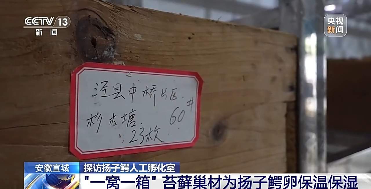 近距离看扬子鳄破壳瞬间！长江“活化石”人工孵化室大有讲究