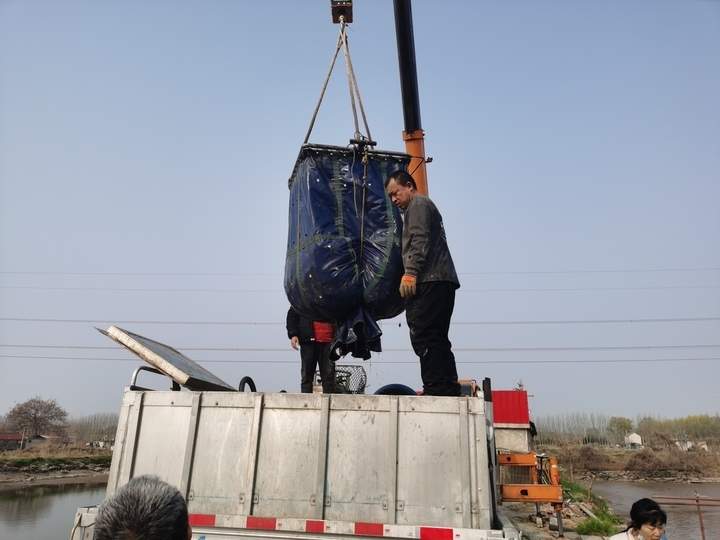 价格贵还供不应求 济南黄河鲤鱼凭啥“跃”上新高