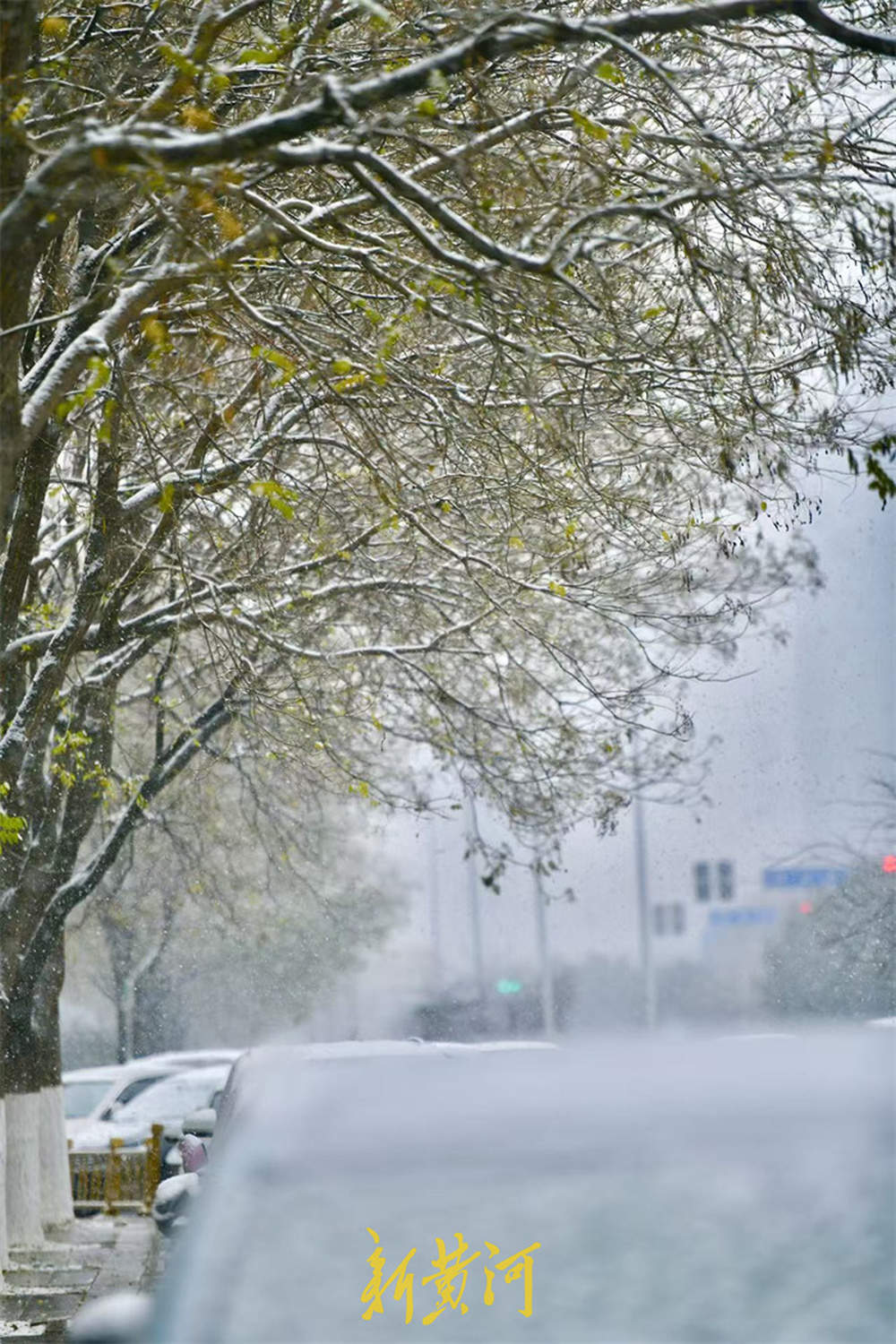 泉城喜披银装！今年入冬以来首场降雪翩然而至
