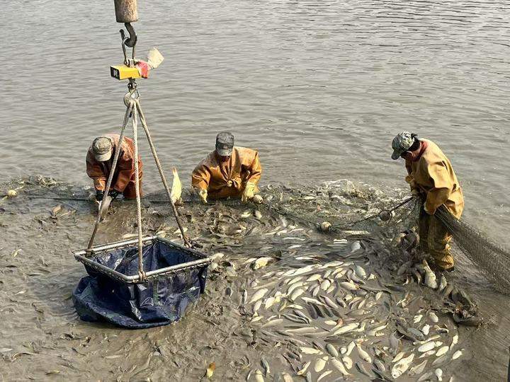 价格贵还供不应求 济南黄河鲤鱼凭啥“跃”上新高