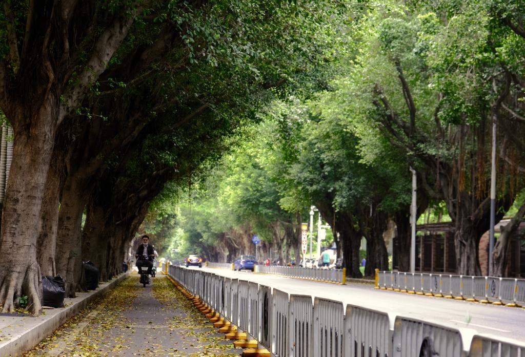 树木“长发”变“寸头”，到底是为啥？