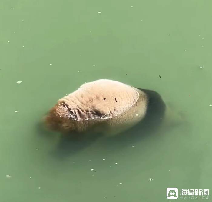 四川雅安宝兴县死亡大熊猫为成年野生雌性，已送检分析死因