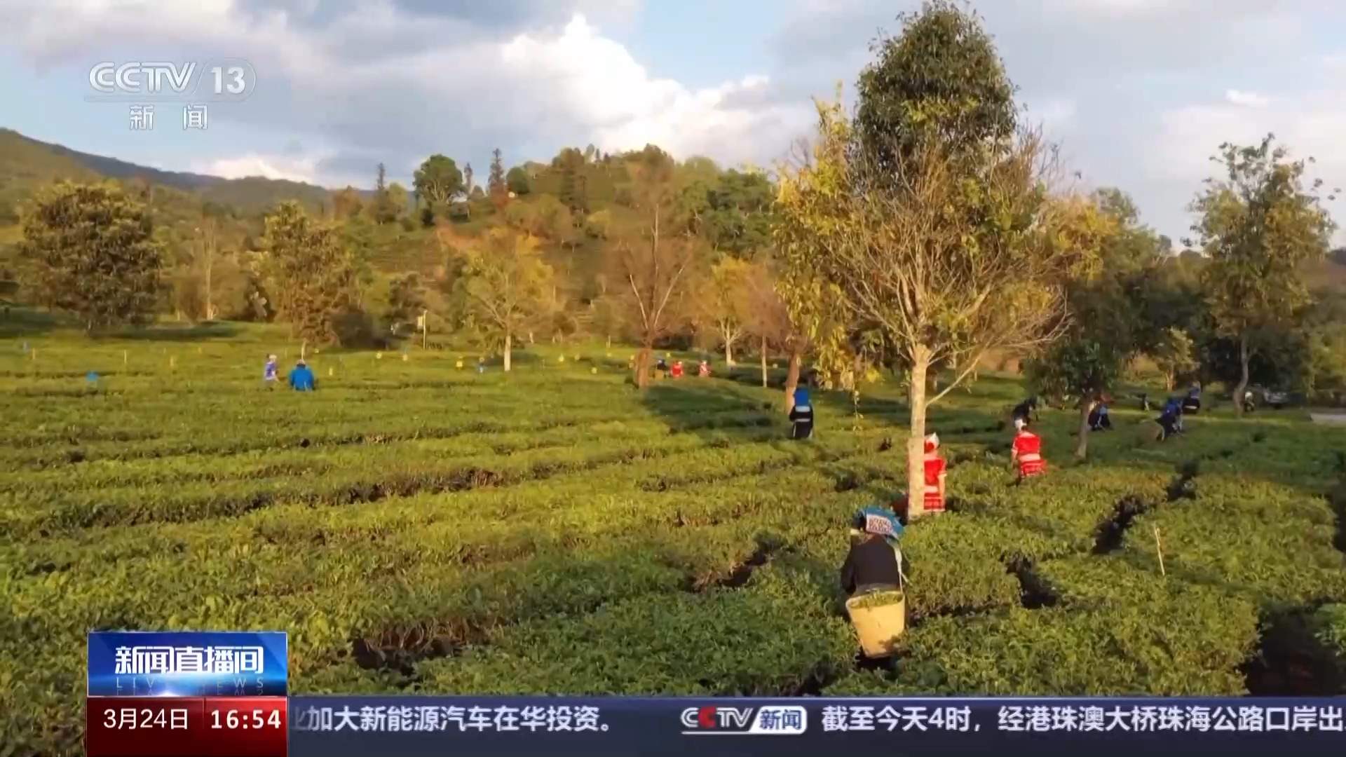 春暖茶香 全国多个茶叶主产区进入采摘期