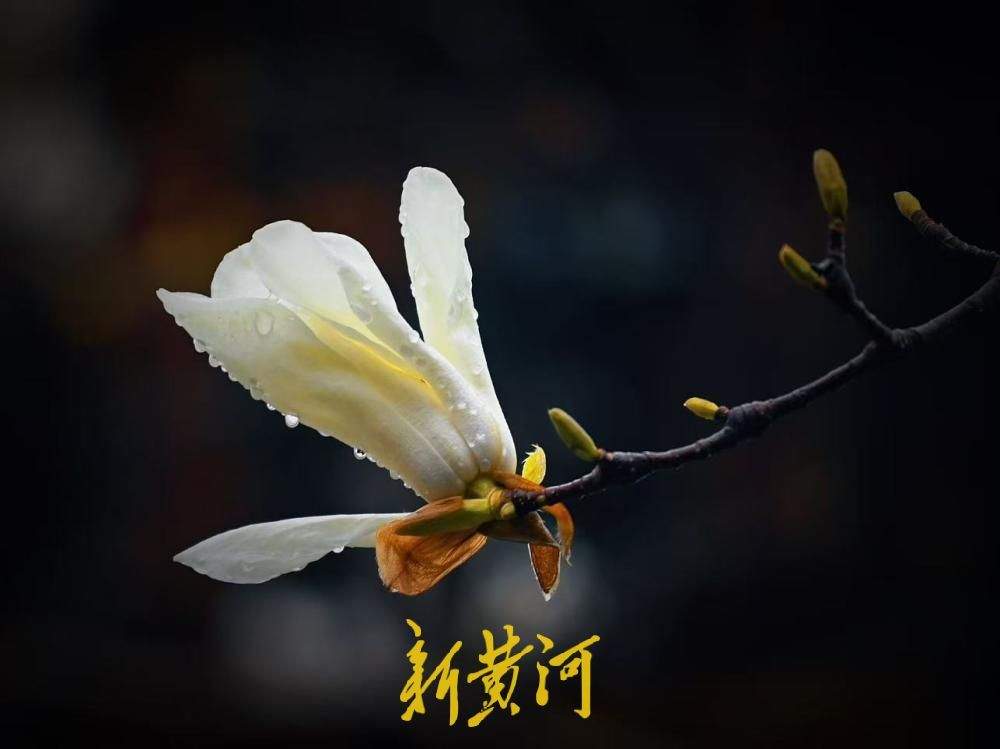 美极了 趵突泉畔玉兰花开遇济南春雪