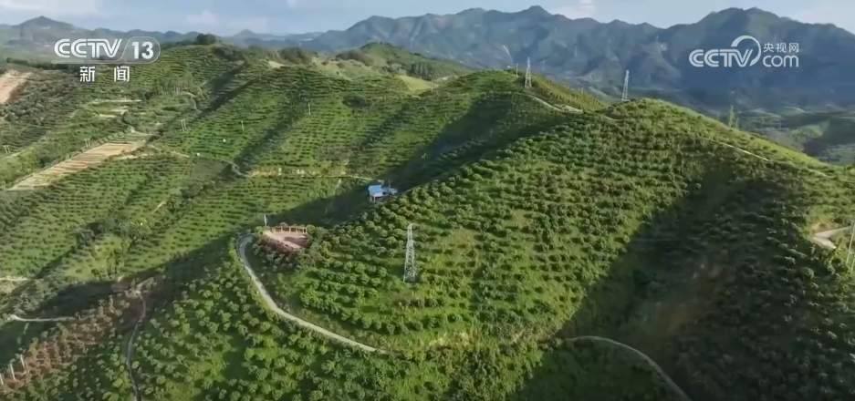 “以果富民”“以果促旅”谋发展 小樱桃撬动大产业拓展乡村振兴路