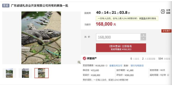 广东一公司2500斤活鳄鱼被法院拍卖 竞买人需自行抓捕