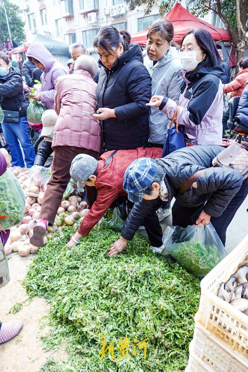 时令野菜抢“鲜”上市，市民争尝春日第一口鲜