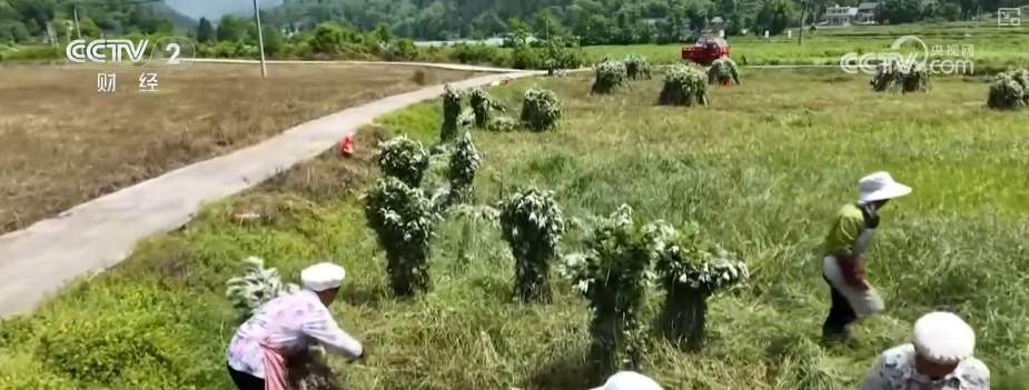 国潮风劲吹赋能“端午经济” 传统民俗激活消费新引擎