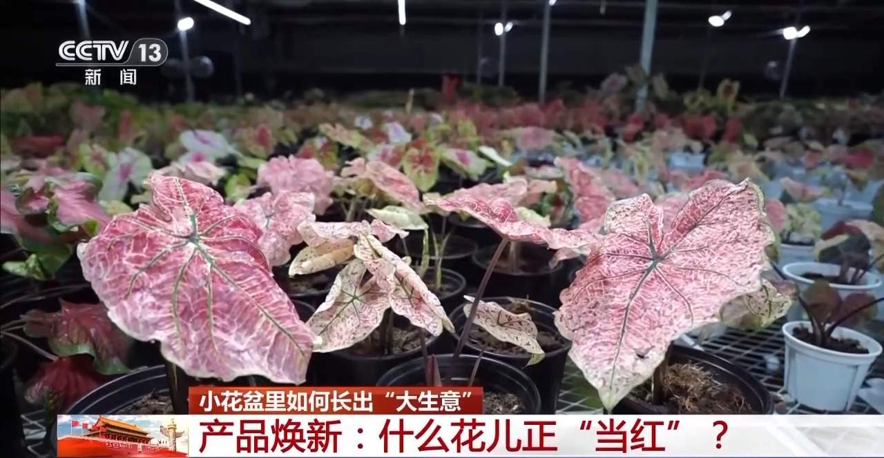 小盆栽里藏着大生意！这些植物成市场“新宠”