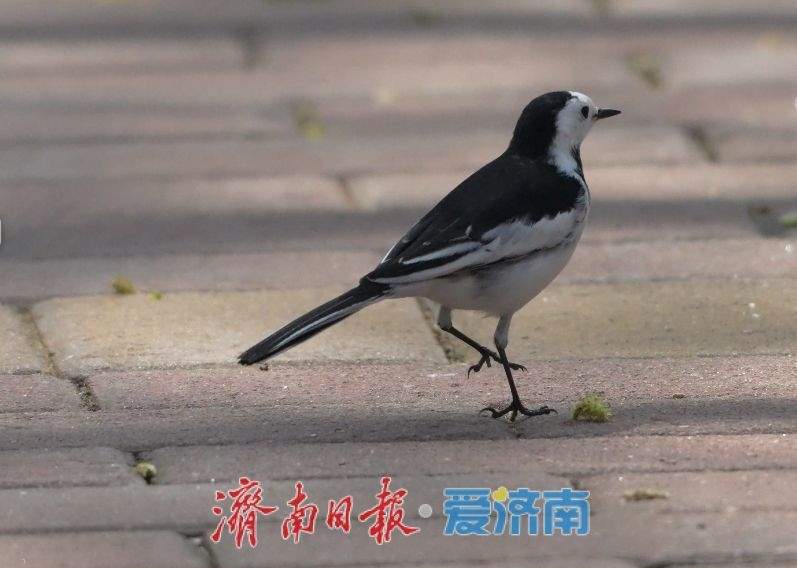 生物多样性：你见过“白面鸟”吗？