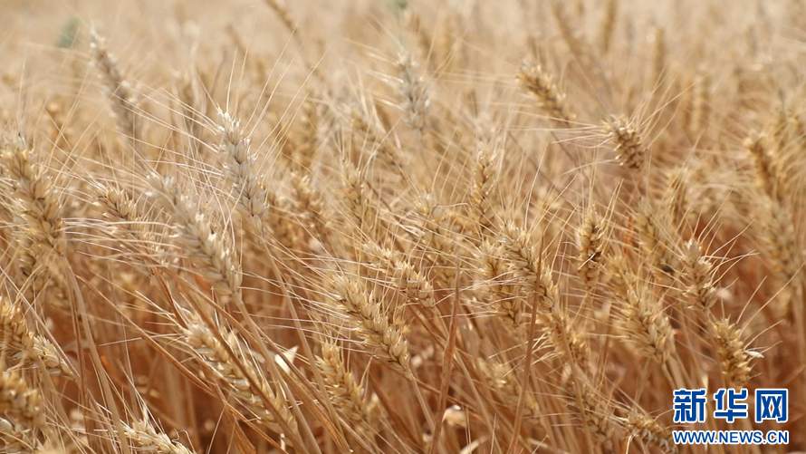 未来希望之城，为何下大力气做一篇粮食文章？