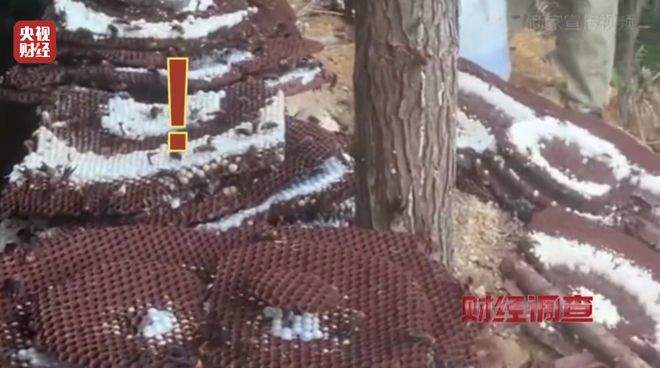 “杀人蜂”遭滥养 有人赚得盆满钵满 央视曝光
