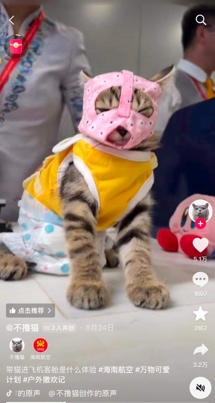  1399元“带宠物进客舱”，航司：无座位 全程放置在宠物箱中