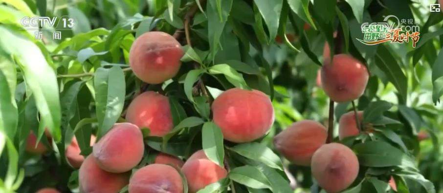 生态优势变经济优势 特色农业带动农民增收与乡村旅游