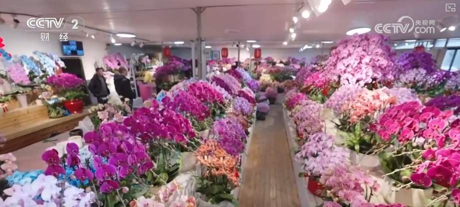 年宵花市开启“抢购模式” 小众品种成“当家花旦”购销两旺