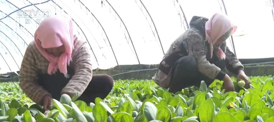 百姓“菜篮子”价优物丰四季安然 多举措有效保障春节供应