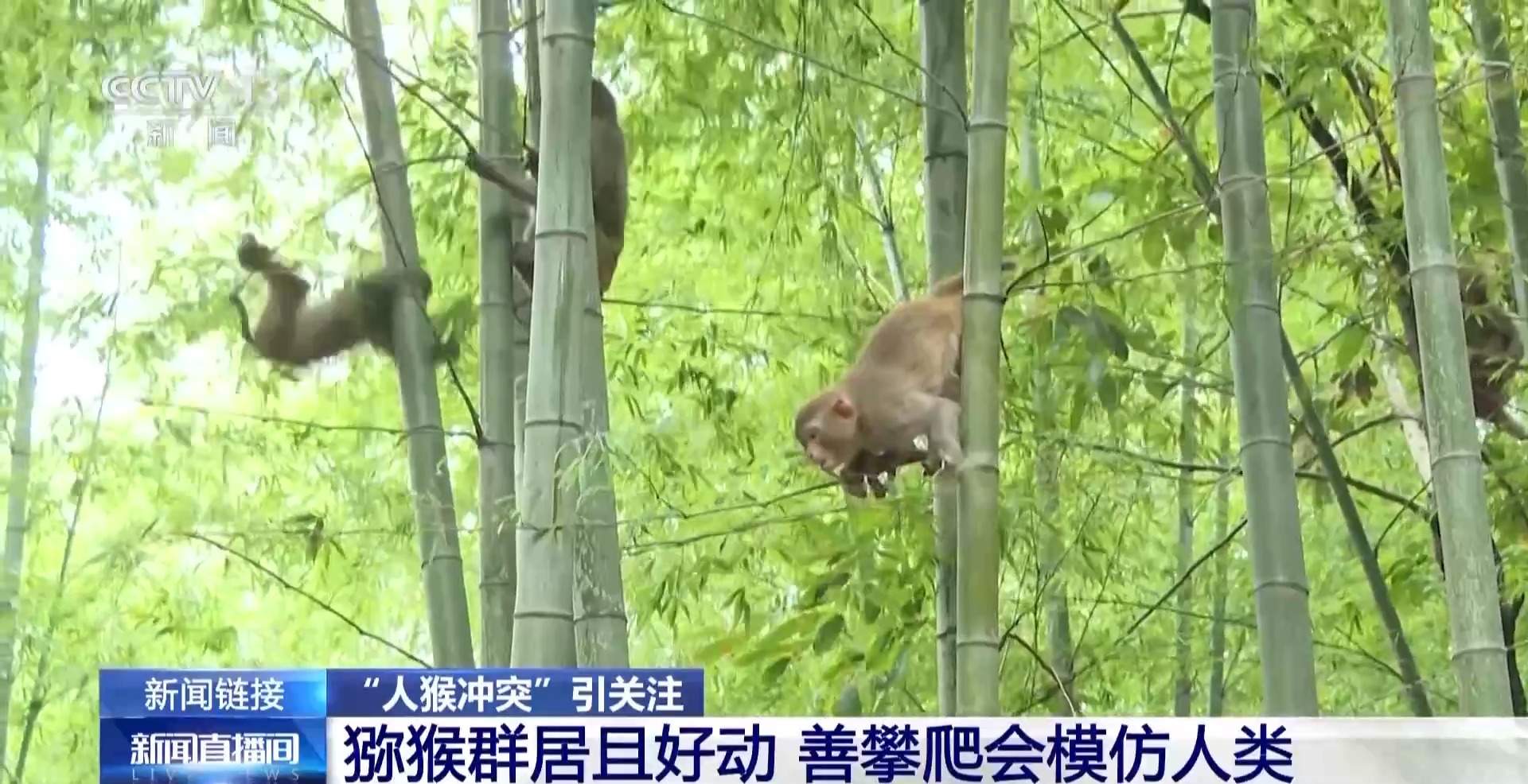 江苏一景区“月均6万元收编泼猴”引关注 “人猴冲突”如何解决?