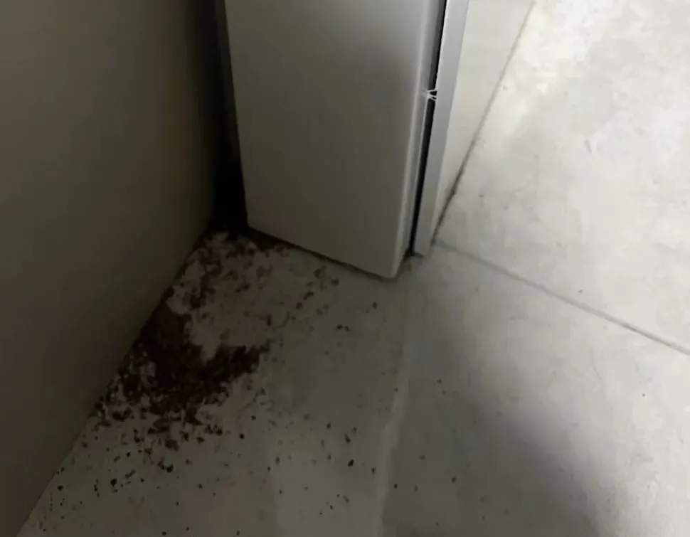 上海白蚁爆发！一次灭蚁几千块，价格体系很混乱