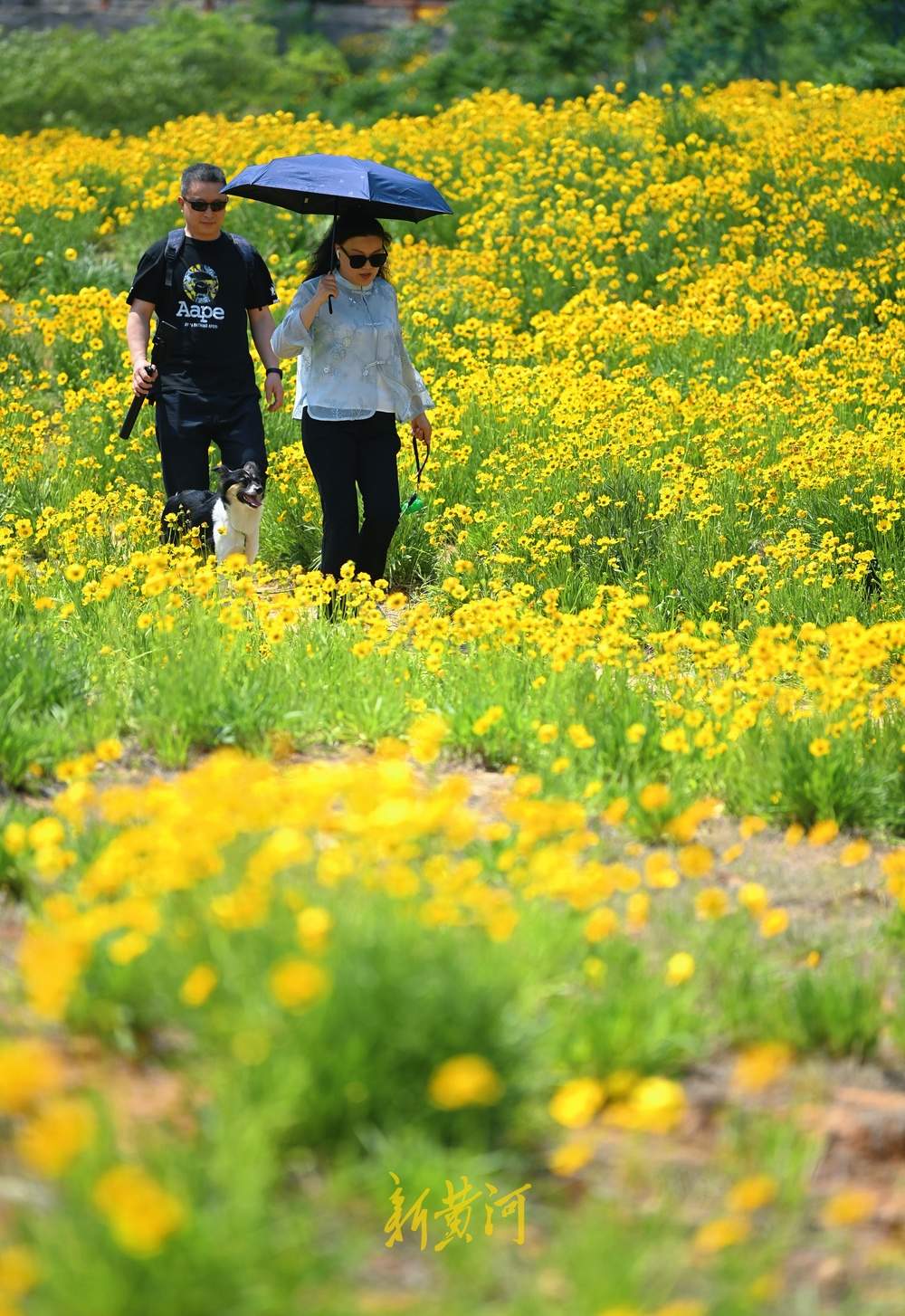 一年四季 泉在济南｜济南蚰蜒山下金菊盛放，游人徜徉花海争相打卡