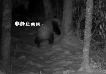 可爱！红外相机捕捉到大熊猫雪地活动画面