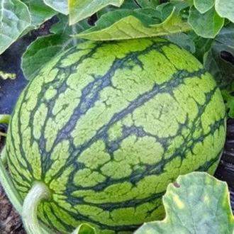 中国西瓜产量全球第一 这些“明星”品种你尝过几种?