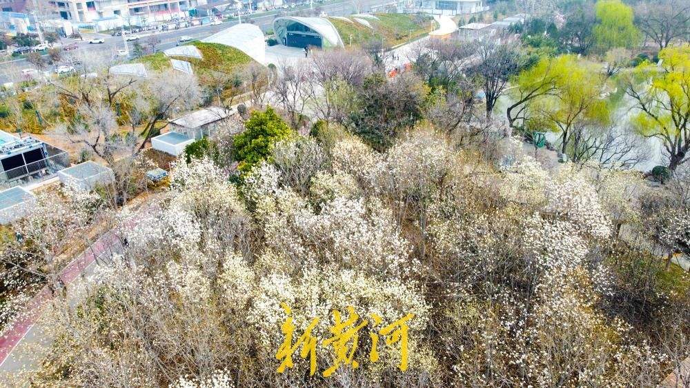 地铁站旁最近的玉兰花海，走出车站融入春景中