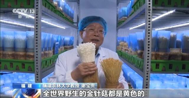 自主育种+智能生产双轮驱动 小菌菇也做成大产业