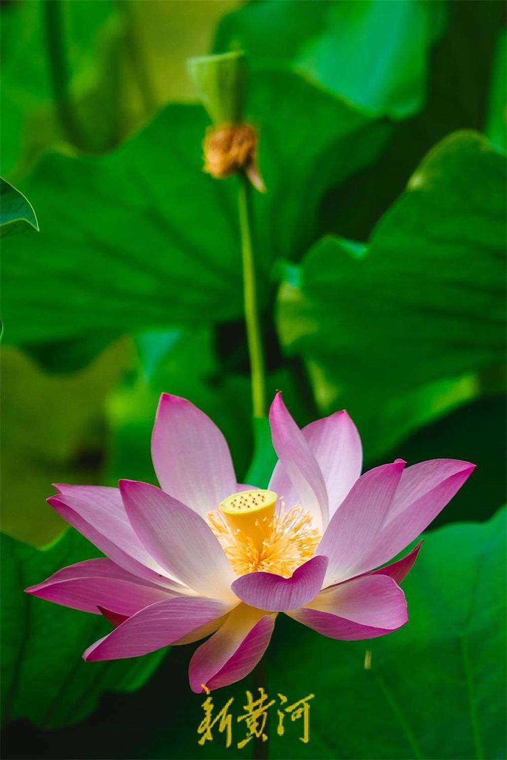 泉城荷花盛开夏意浓