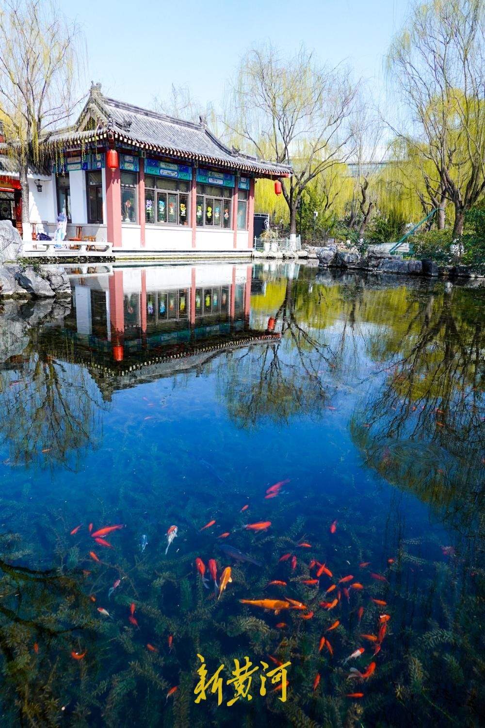 气温回升至12.9℃ 济南春柳摇曳泉更幽