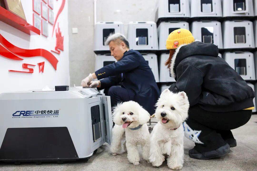 铁路宠物托运升级 它们可以独自“坐”高铁了