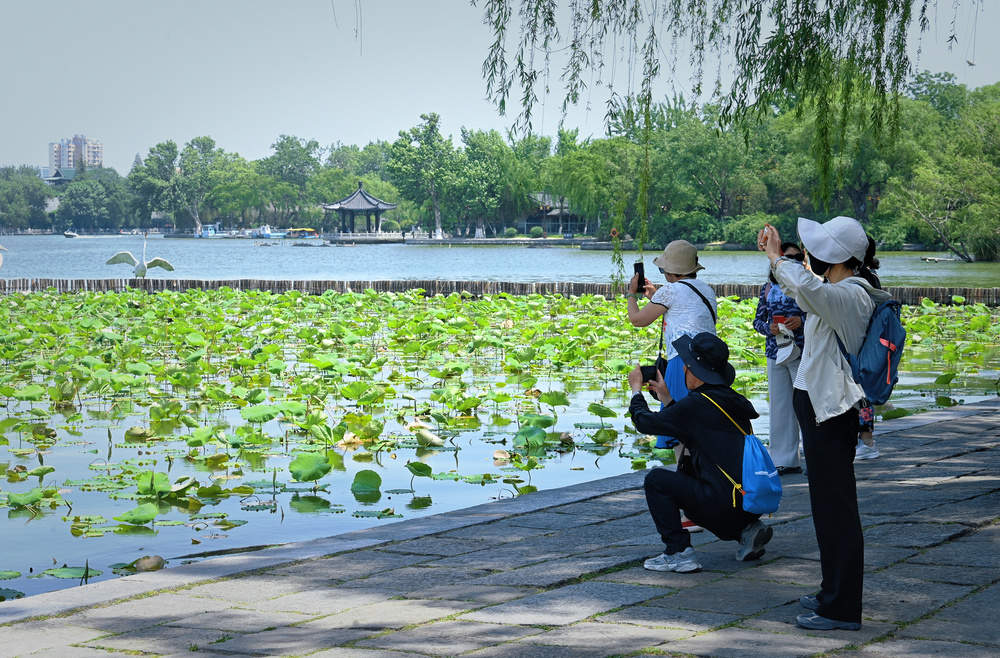 老城泉水显风韵 大明湖畔小荷露尖角