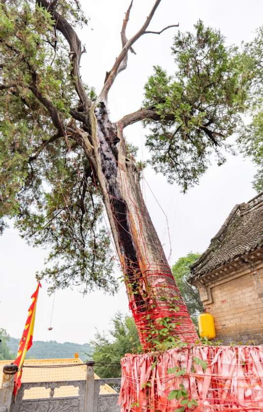 古树长歌 